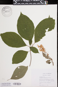 Clethra acuminata image