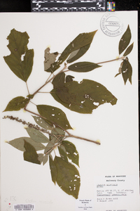 Clethra acuminata image