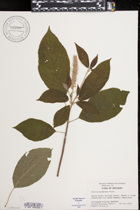 Clethra acuminata image