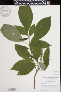 Clethra acuminata image