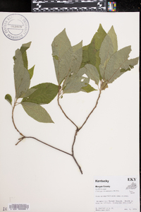 Clethra acuminata image