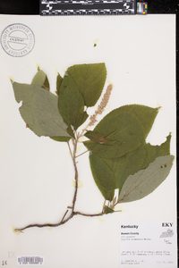 Clethra acuminata image