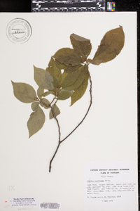 Clethra acuminata image