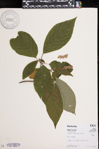 Clethra acuminata image