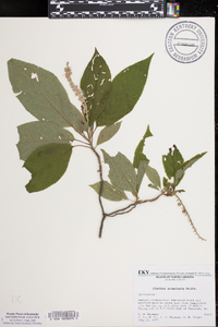 Clethra acuminata image