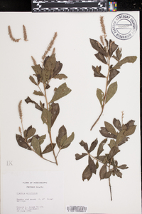 Clethra alnifolia image