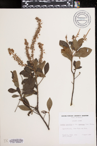 Clethra tomentosa image