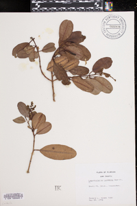 Laguncularia racemosa image