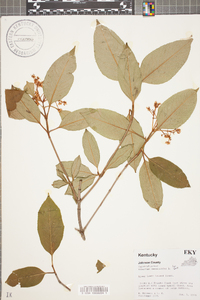 Viburnum cassinoides image