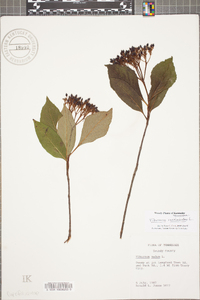 Viburnum cassinoides image