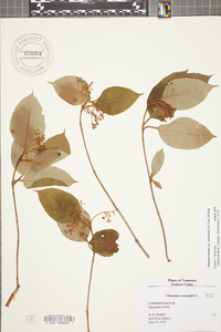 Viburnum cassinoides image