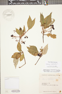 Viburnum cassinoides image