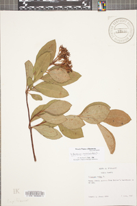 Viburnum cassinoides image