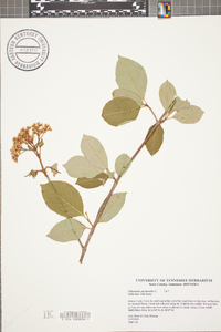 Viburnum cassinoides image