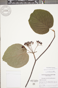Viburnum lantanoides image