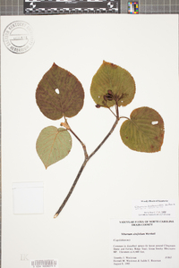 Viburnum lantanoides image