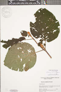 Viburnum lantanoides image