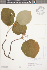 Viburnum lantanoides image