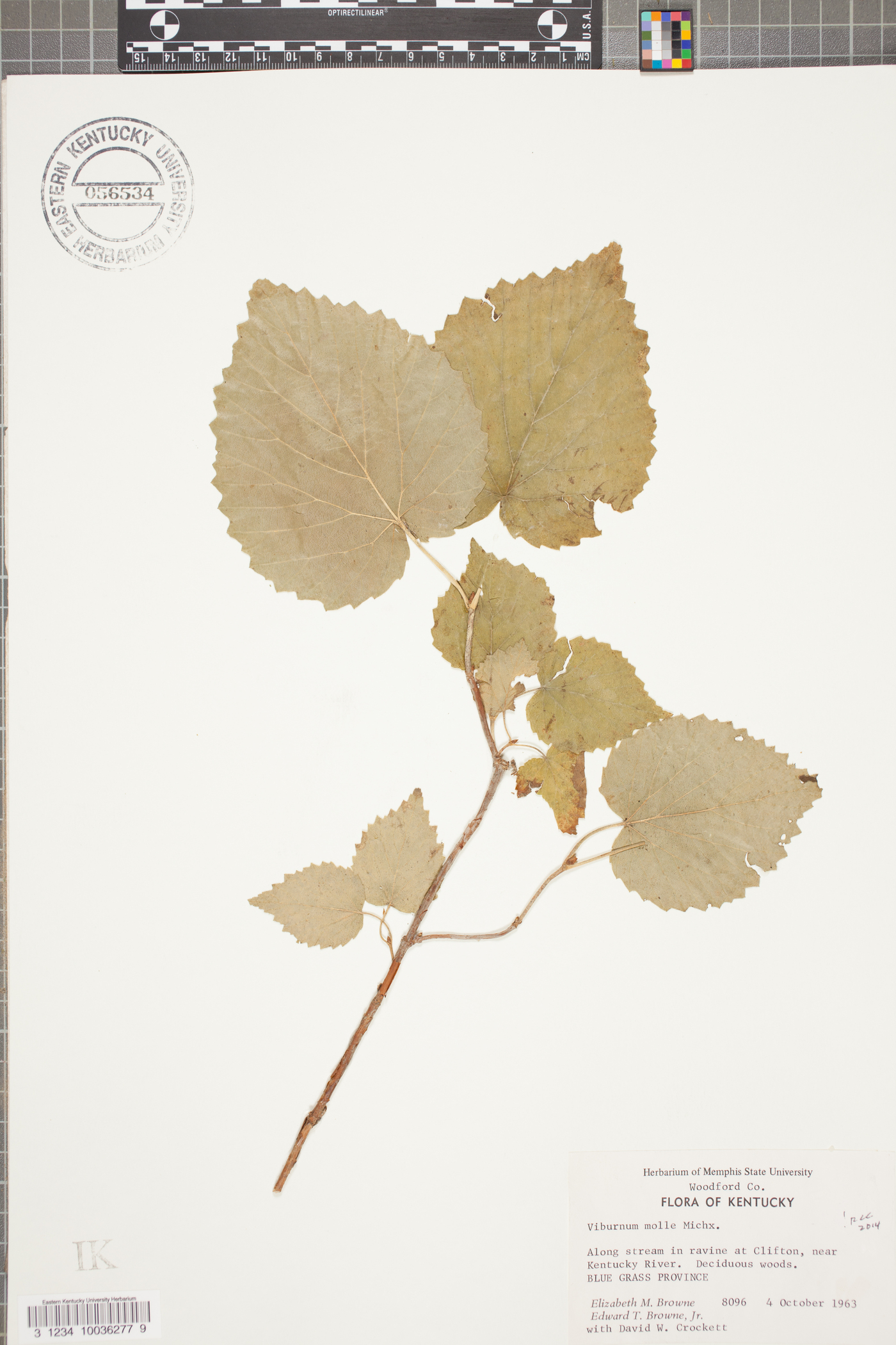 Viburnum molle image