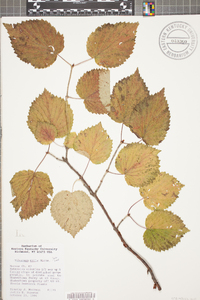 Viburnum molle image