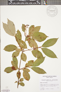 Viburnum cassinoides image