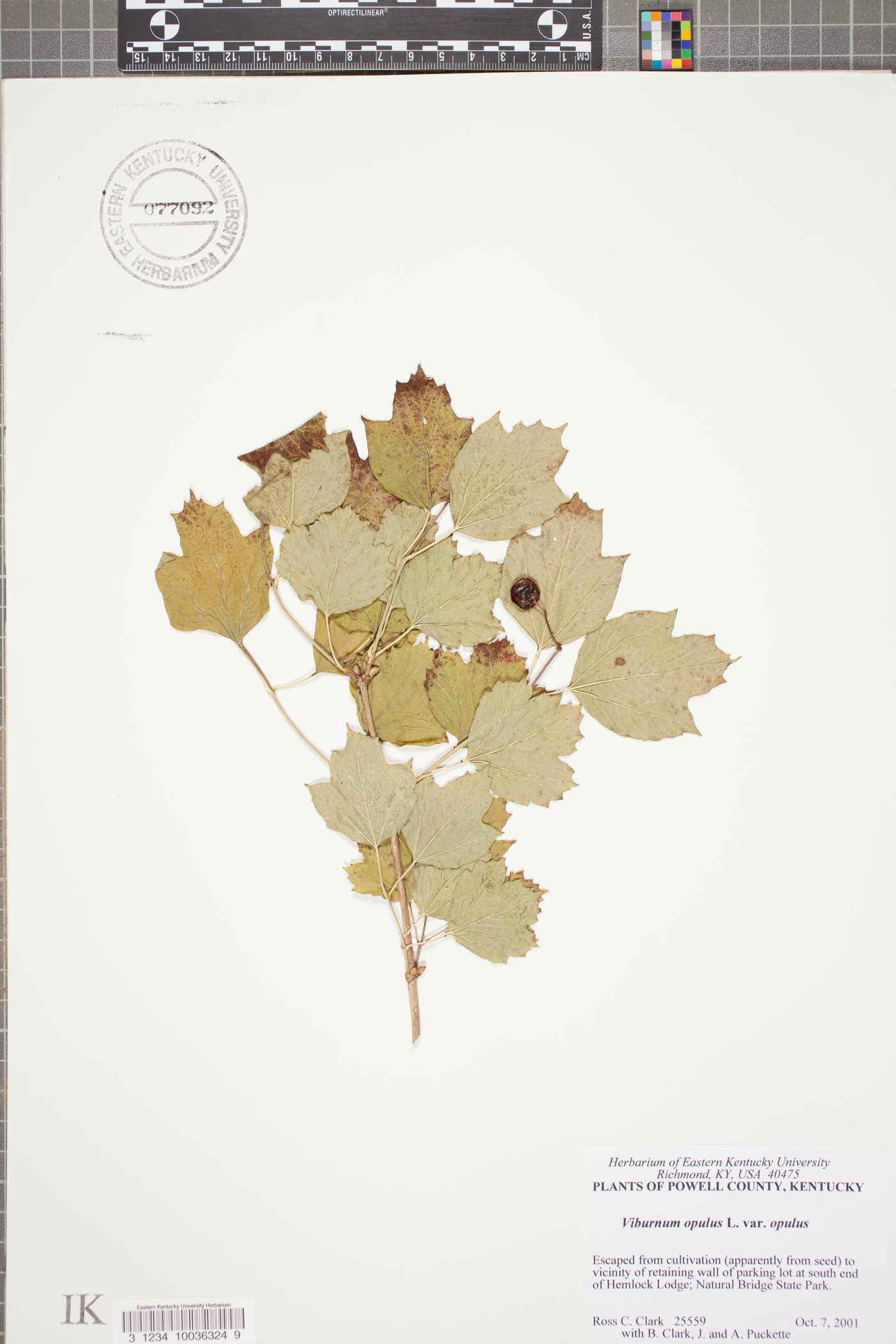 Viburnum opulus subsp. opulus image