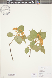 Viburnum lentago image