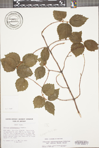 Viburnum rafinesqueanum image