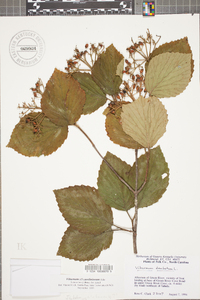 Viburnum dentatum var. deamii image