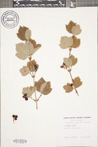 Viburnum edule image