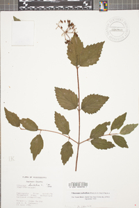 Viburnum dentatum var. dentatum image