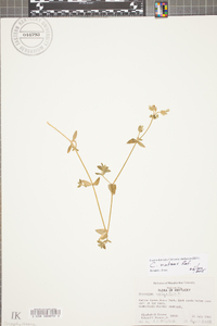 Cerastium nutans image