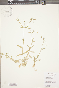 Cerastium nutans image