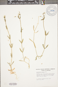 Cerastium nutans image