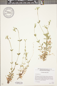 Cerastium nutans image