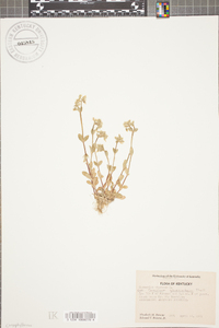 Cerastium viscosum image