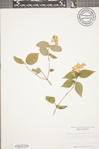 Viburnum rafinesqueanum image