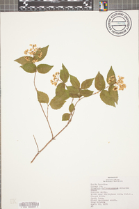 Viburnum rafinesqueanum image