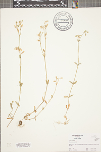 Cerastium nutans image