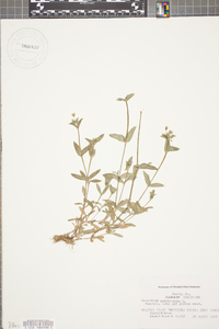 Cerastium semidecandrum image