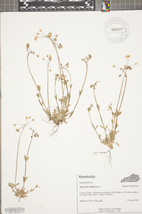 Holosteum umbellatum image