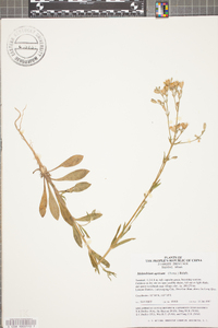 Silene aprica image