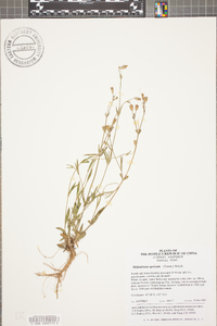 Silene aprica image