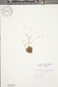 Sabulina glabra image