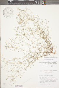 Mononeuria patula image