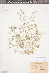 Mononeuria patula image