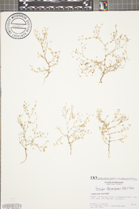 Sagina decumbens image