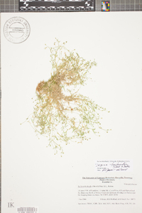 Sagina fontinalis image