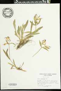 Silene caroliniana image