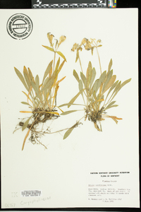 Silene caroliniana image